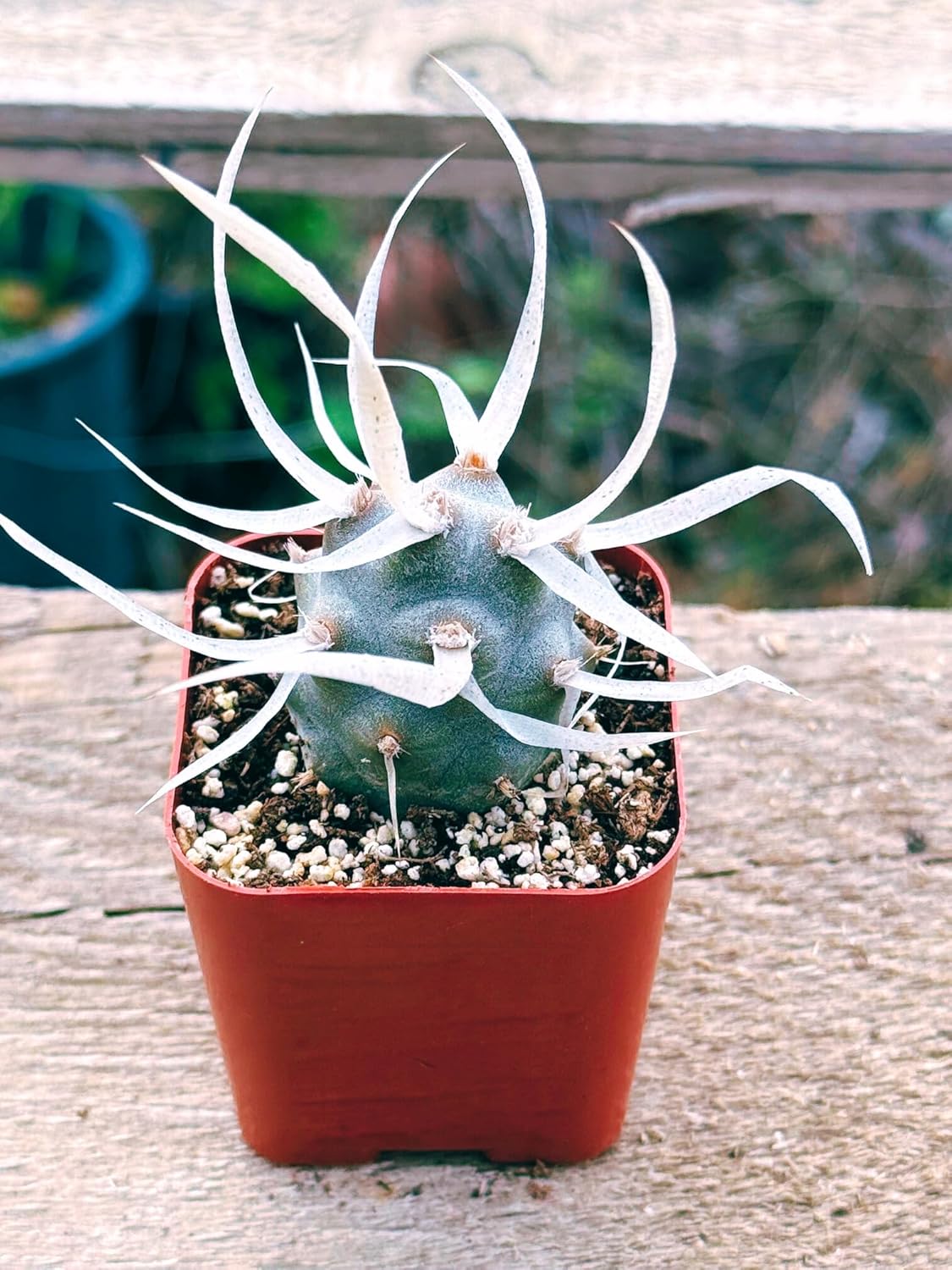Succulents Plants Live 2inch Live Mini Succulent Plants, Easy Care House Plants Rooted in Succulent Soil Mix, by The Succulent Cult (Paper Spine Cactus - Tephrocactus Articulatus, 2 Inch)