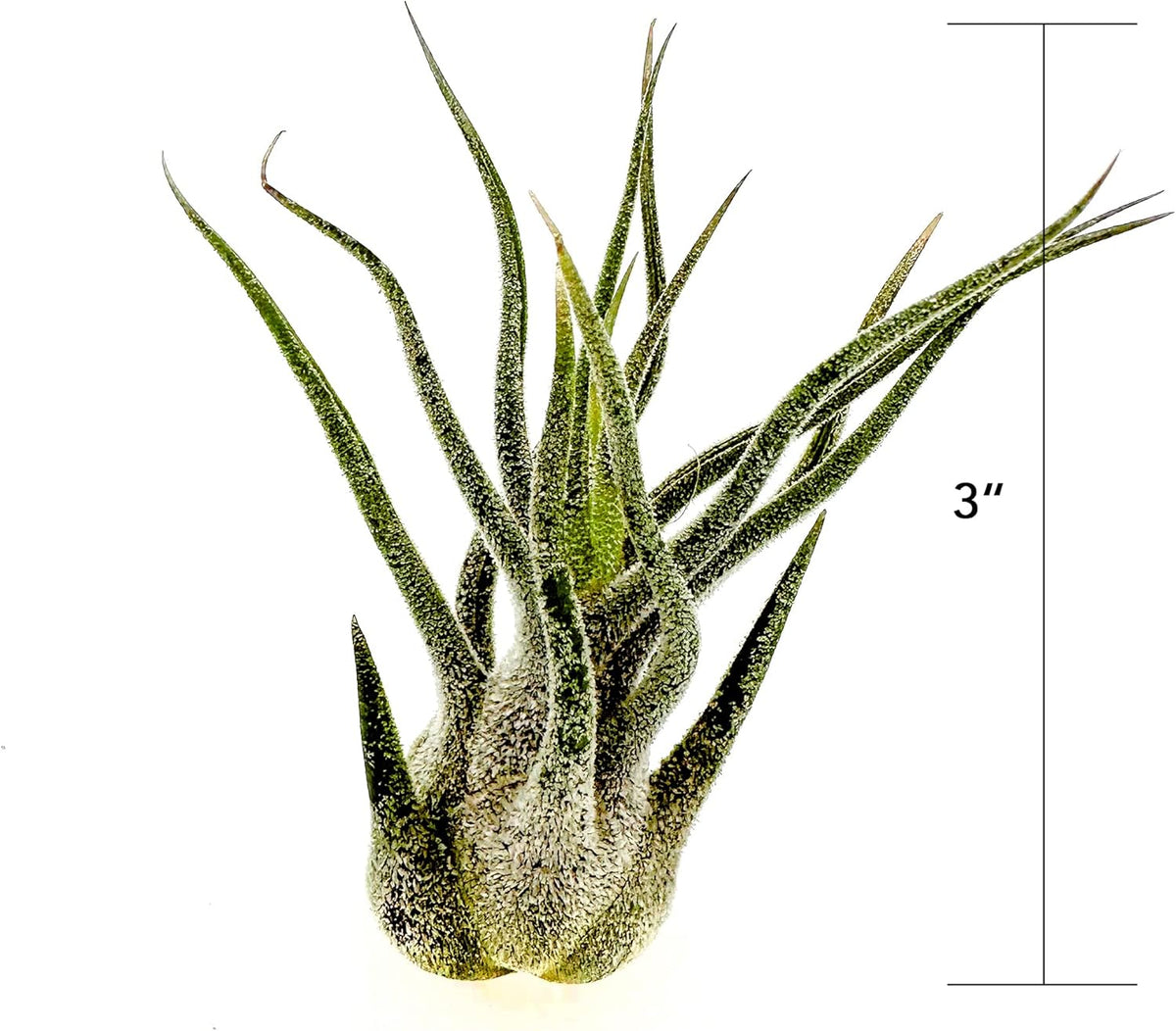 ragnaroc Air Plants - Tillandsia Pruinosa, Large 3-5" - 5ct - Live Arrival Guaranteed - House Plants for Home Decor & Gift