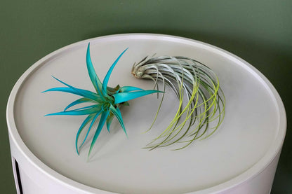 Fuchsia Colorful Tillandsia Air Plants - Long Lasting Color Enhanced Live Tillandsia Succulent House Plants - Home and Garden Decor - Easy Care Indoor/Outdoor Plants (Funckiana, Single)
