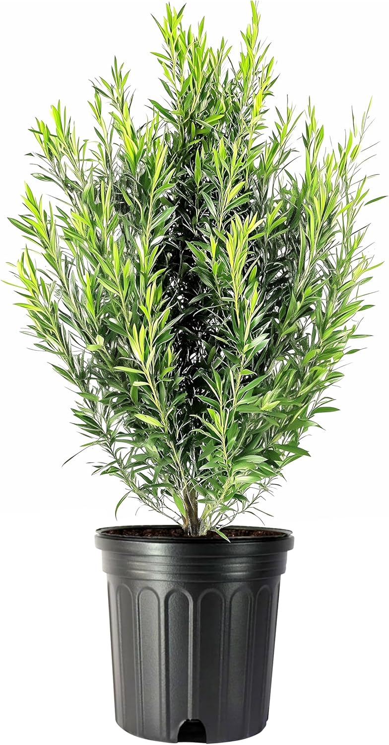 Podocarpus Japanese Yew | 2 Extra Large 3 Gallon Plants | Podocarpus Macrophyllus | Evergreen Shrub, Low Maintenance, Drought Tolerant, Privacy Screen Landscaping, Fast Growing, Ornamental Foliage