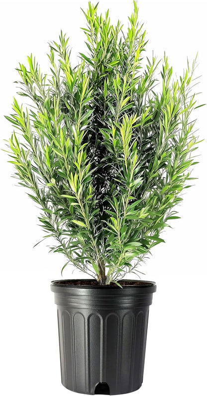 Podocarpus Japanese Yew | 2 Extra Large 3 Gallon Plants | Podocarpus Macrophyllus | Evergreen Shrub, Low Maintenance, Drought Tolerant, Privacy Screen Landscaping, Fast Growing, Ornamental Foliage