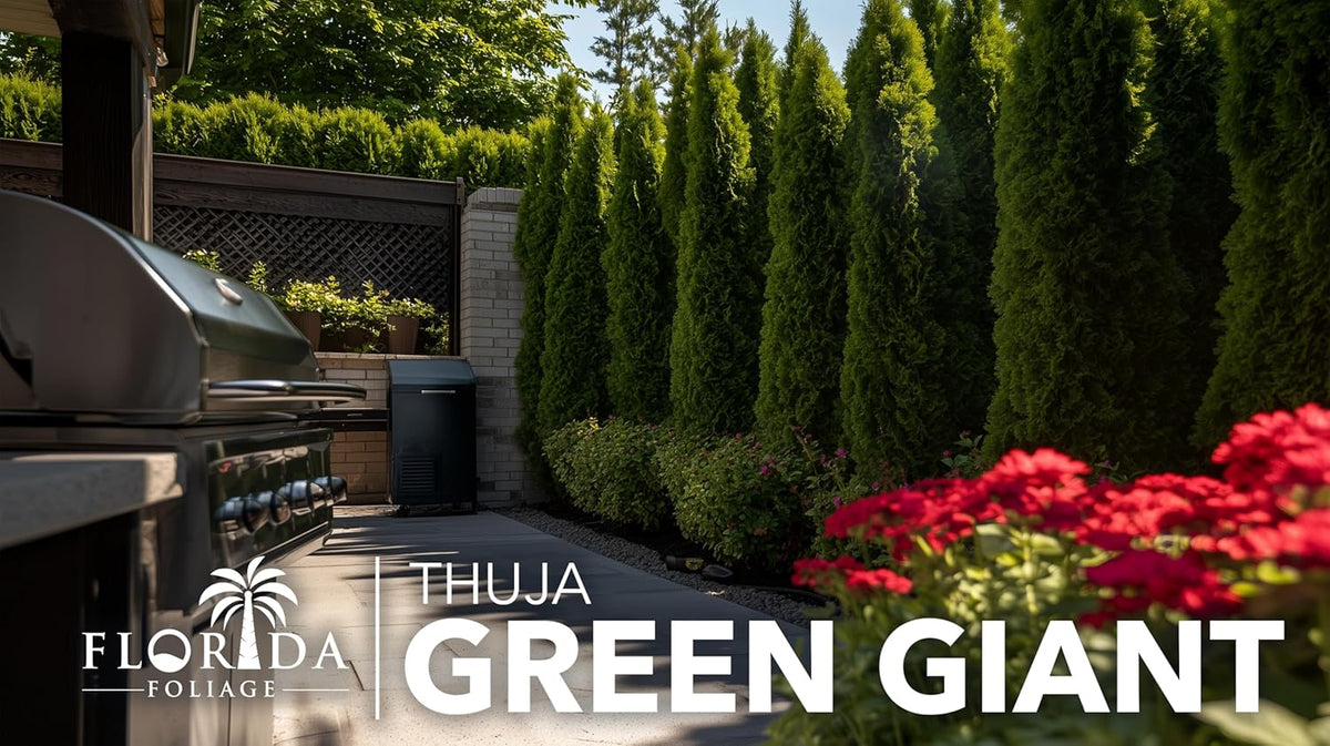 Thuja Green Giant | 60 Live Trees | Thuja standishii x plicata | Fast Growing Privacy Screen | Evergreen Landscape Plants for Borders