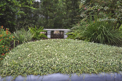 Variegated Asiatic Jasmine | 20 Live Plants | Trachelospermum Asiaticum | Fast Growing Ground Cover, Evergreen Foliage, Low Maintenance Vine, Landscaping Shrub, Drought Tolerant Plant