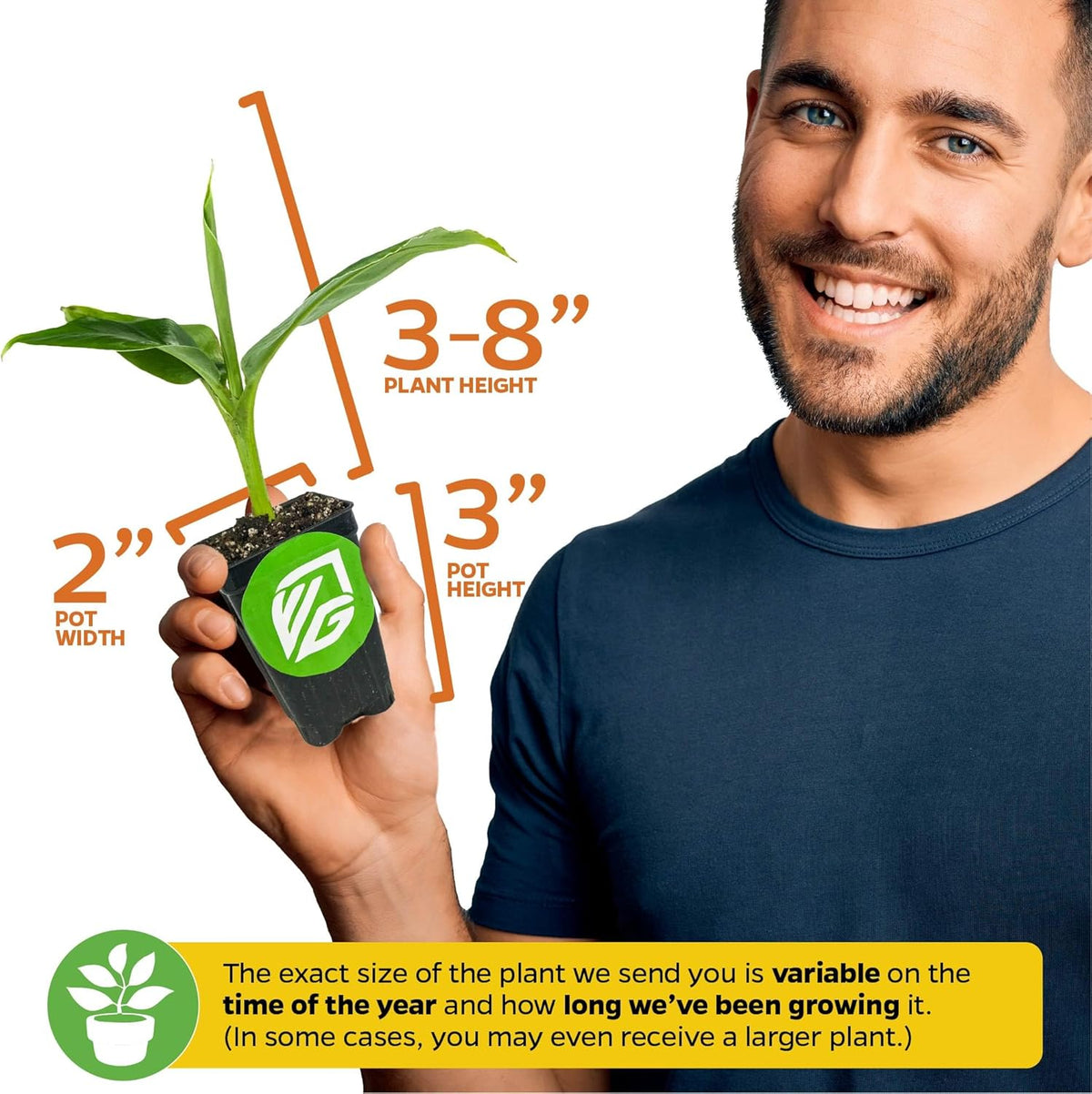 Dwarf Cavendish Banana Plant Live Tree - Musa by Wellspring Gardens – Starter Plant for Indoor and Outdoor Ambiance - Compact Size