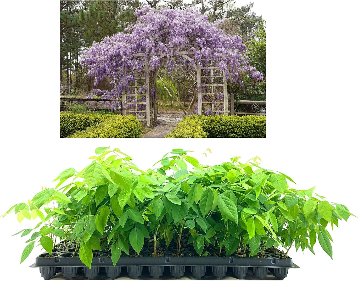 Amethyst Falls Wisteria Frutescens Vine | 10 Live Plants | Beautiful Drought Tolerant Fragrant Purple Flowering Vine