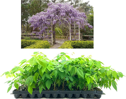 Amethyst Falls Wisteria Frutescens Vine | 10 Live Plants | Beautiful Drought Tolerant Fragrant Purple Flowering Vine