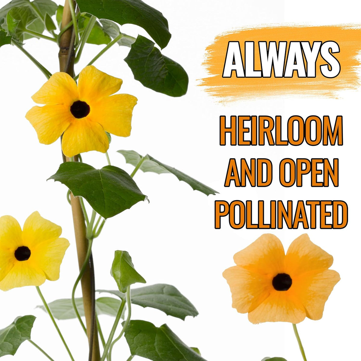 Seed Needs, Black-Eyed Susan Vine Seeds - 100 Heirloom Seeds for Planting Thunbergia alata - Annual Vining Flowers to Cover a Fence or Trellis (2 Packs)