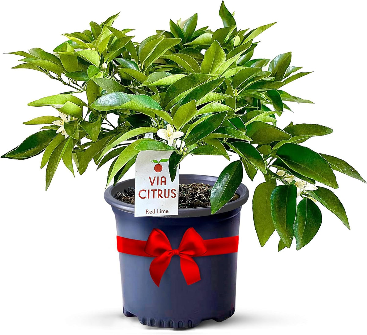 Red Lime Live Fruit Trees 8-12" Tall - Easy Indoor Plants Live Houseplants, No Shipping to CA, AZ,TX,LA - Outdoor Fruit Plants, Easy House Plant, Houseplant for Patio & Outdoor Planting by Via Citrus