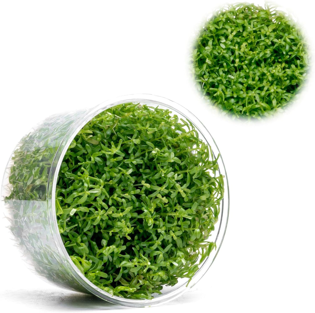 Ultum Nature Systems Live Tissue Culture - Rotala 'Wayanad' - Moderate - High Light - Green to Reddish Accent - Midground to Background - 100% Snail Free Grown in-Vitro - Regular Cup