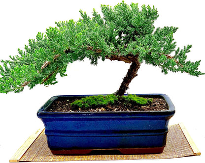 Live Dwarf Juniper Bonsai Tree 12+ Years Old with Bamboo mat| Juniper or Jade Bonsai Tree | Indoor/Outdoor | 100% Handcrafted| Home and Office Décor | Best Gift for Holiday (style3)