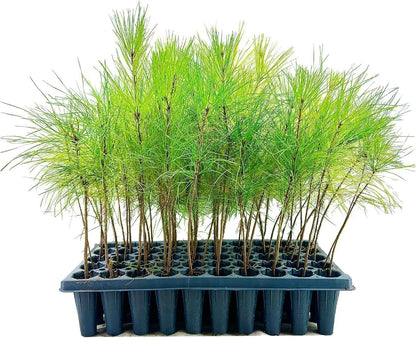 Slash Pine Tree | 3 Live Plants | Pinus Elliottii | Fast Growing Stately Shade Tree