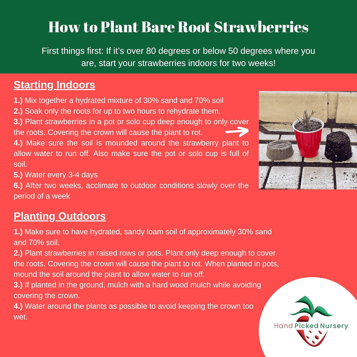 Flavorfest' June Bearing Bare Root Strawberry Plants - Great for Beginners! Delicious Strawberries and Easy to Grow - from Hand Picked Nursery (5)