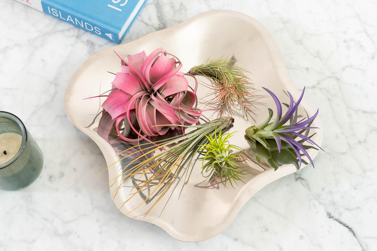 Purple Colorful Tillandsia Air Plants - Long Lasting Color Enhanced Live Tillandsia Succulent House Plants - Home and Garden Decor - Easy Care Indoor and Outdoor (Ionantha Rubra, Single)