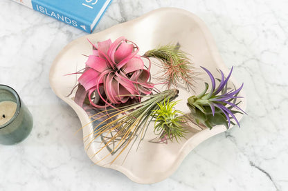 Fuchsia Colorful Tillandsia Air Plants - Long Lasting Color Enhanced Live Tillandsia Succulent House Plants - Home and Garden Decor - Easy Care Indoor/Outdoor Plants (Argentea Thin, Single)