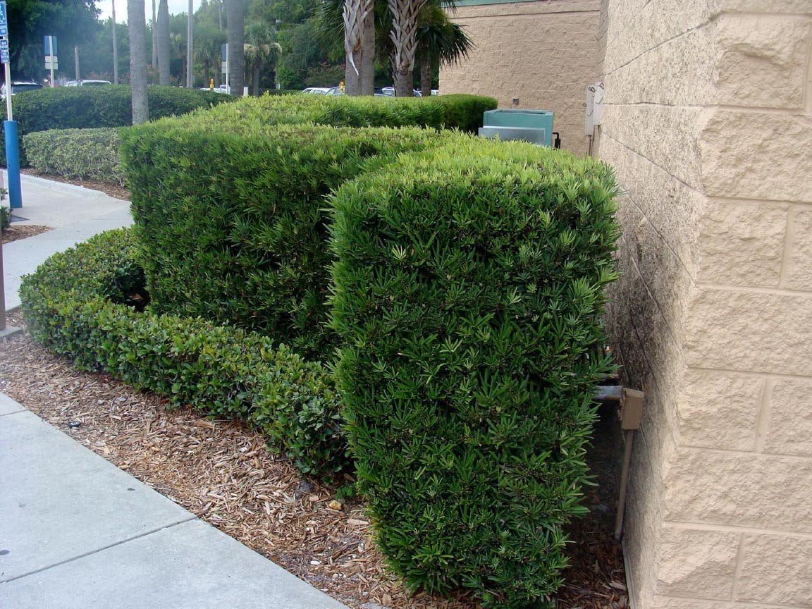 Podocarpus Japanese Yew | 3 Live Plants | Podocarpus Macrophyllus | Evergreen Shrub, Low Maintenance, Drought Tolerant, Privacy Screen Landscaping, Fast Growing, Ornamental Foliage