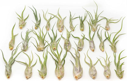 Tillandsia Caput Medusae Air Plants - Live Succulent House Plants - Available in Wholesale and Bulk - Home and Garden Decor - Easy Care Indoor/Outdoor Air Plant (Pack of 25)