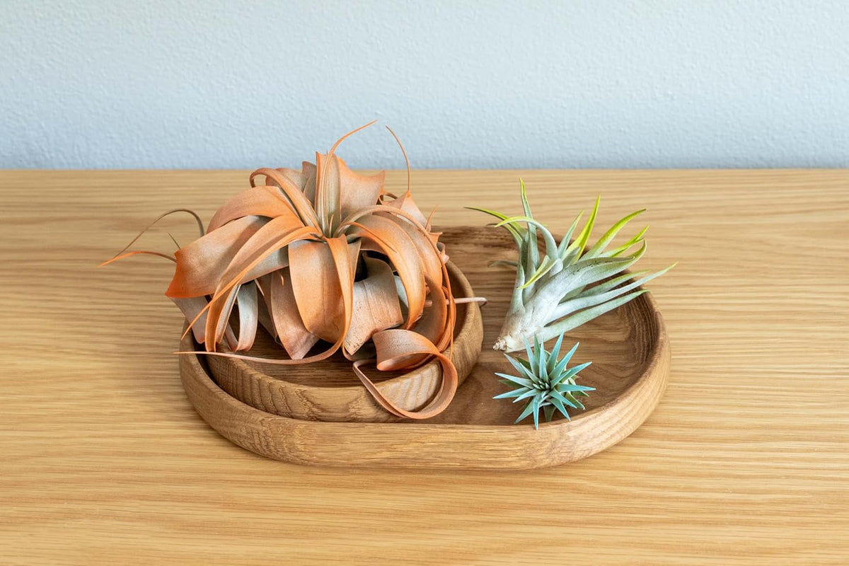 Coral Colorful Tillandsia Air Plants - Long Lasting Color Enhanced Live Tillandsia Succulent House Plants - Home and Garden Decor - Easy Care Indoor/Outdoor Plants (Juncea, Single)