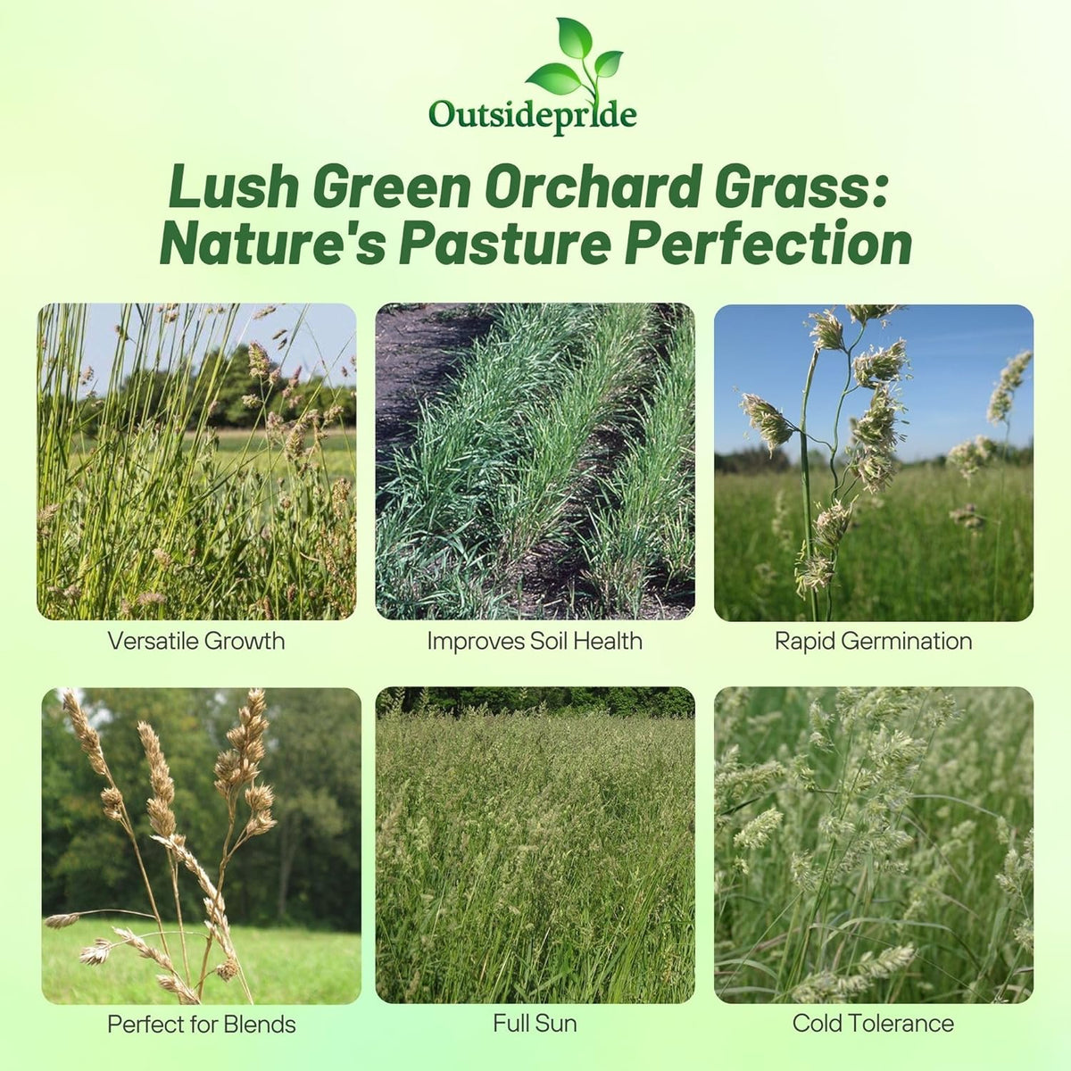 Outsidepride Grazer Orchard Pasture Grass Seed - 25 Lbs. Perennial, Drought & Shade Tolerant, Winter Hardy Fescue Seed for Hay, Grazing, Silage, Greenchop, Goat Feed, & Lawn Use