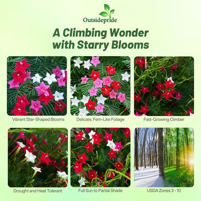 Outsidepride Mixed Cypress Vine Seeds - 100 Pcs Annual Flower Seeds with Nectar-Rich, Star-Shaped Flowers & Feathery, Fern-Like Leaves for Fences, Trellises, Pergolas & Vertical Gardens