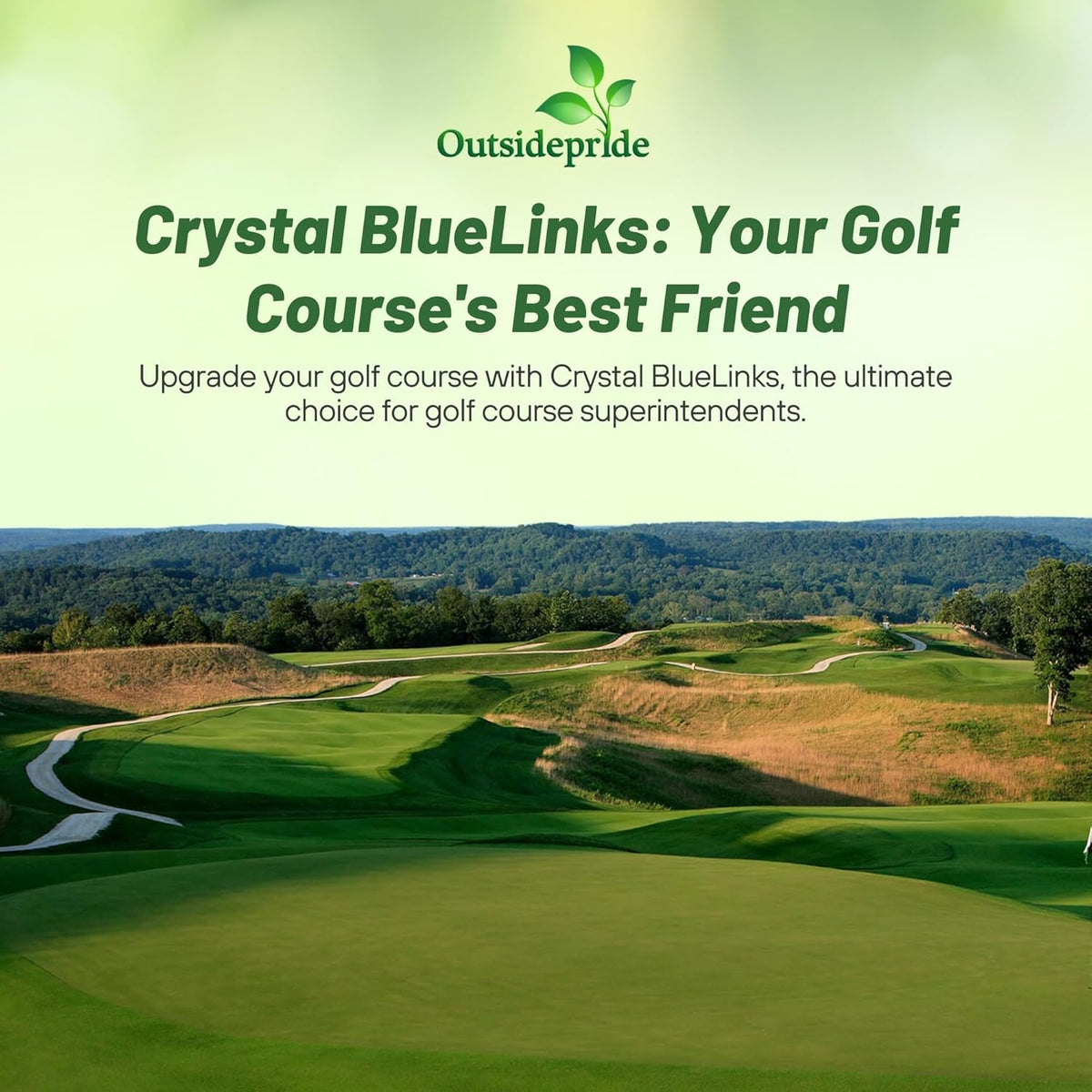 Outsidepride Crystal Bluelinks Creeping Bent Grass Seed - 5 lbs. Dense Turf Grass for Golf Greens & Putting Surfaces, Fine-Textured, Tolerant to Close Mowing for Smooth, Consistent Lawn Coverage