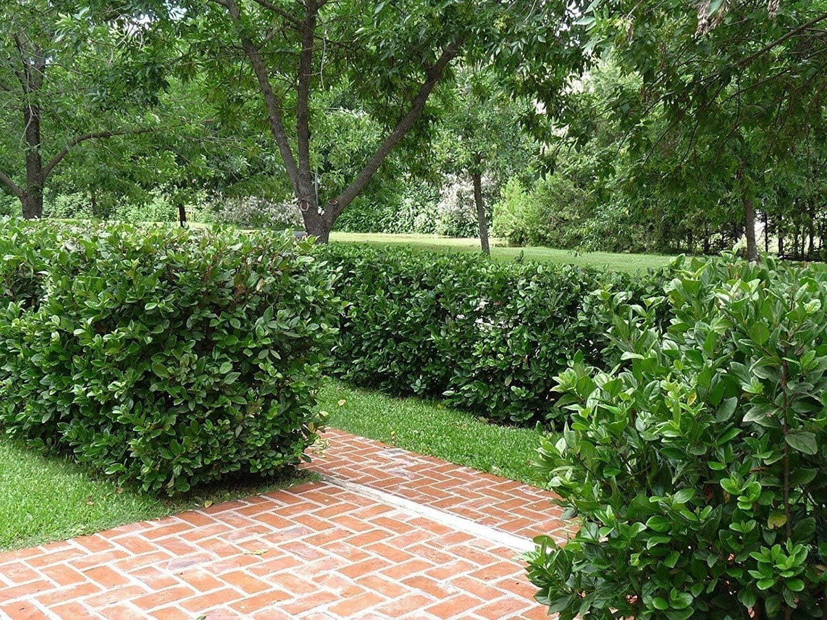 Viburnum Suspensum | 3 Large Gallon Size Plants I Sandankwa I Live Durable Evergreen Shrub with Fragrant Blooms, Ideal for Hedges, Privacy Screens, and Ornamental Landscaping