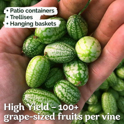KVITER 75 Cucamelon Seeds for Planting (Melothria Scabra) – Mexican Sour Gherkin Seeds, Gherkin Cucumber, Mexican Mini Watermelon – Heirloom Vegetable Seed for Outdoor & Indoor Garden, Containers