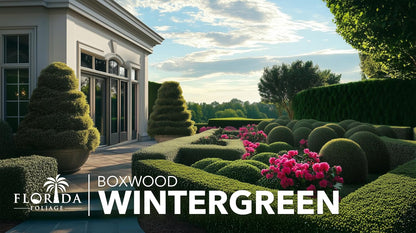 Wintergreen Boxwood | 30 Live Plants | Buxus Microphylla | Evergreen Shrub, Dense Foliage, Formal Garden, Low Maintenance, Privacy Hedge, Year-Round Interest, Landscaping Shrub