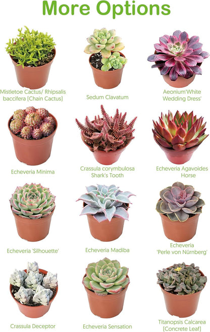 Live Succulent Plants Tradescantia Nanouk, Easy Care Potted Succulents, Approx 4" D x 4" H, Indoor Houseplant, Unique Gifts, Home Office Décor
