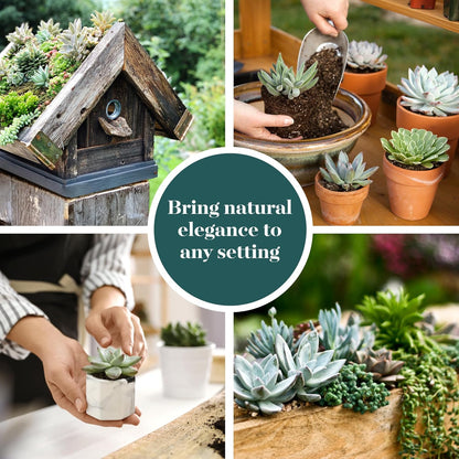 Shop Succulents Blue & Green Succulent Plant Pack Bulk Collection - Live Mini Succulent Plants, Low Maintenance, Mixture of Textures - Wedding and Party Favors, Gift & Garden, Pack of 128