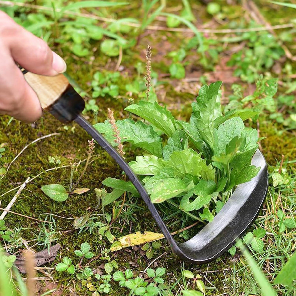 Kana Hoe 217 Japanese Garden Tool - Hand Hoe/Sickle is Perfect for Weeding and Cultivating,Solid Wood Handle for Gardening Tools
