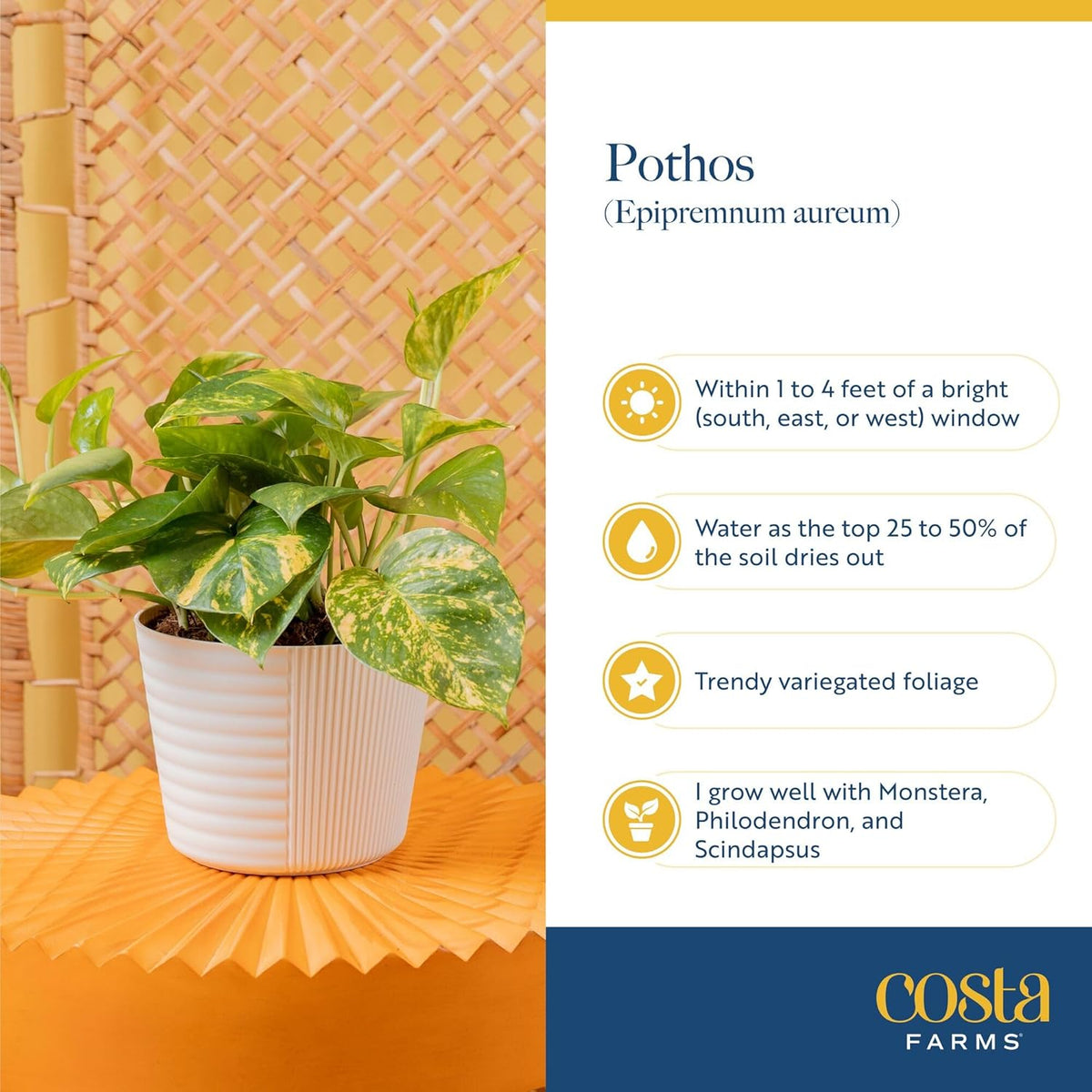Costa Farms Pothos Live Plants, Devil's Ivy in Plastic Pots, Easy to Maintain, Air Purifying Indoor Houseplants, Home, Room, or Office Decor, House Warming Gift, 8-12 Inches Tall, Pack of 4