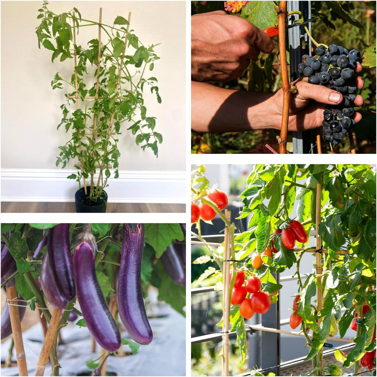 Plant Stakes 4.8FT, Natural Bamboo Stakes, HAINANSTRY 20Pcs Sturdy Bamboo Garden Stakes, Bamboo Sticks for Plants, Beans, Indoor and Outdoor Climbing Plants, Tomato Vegetable Stakes for Garden