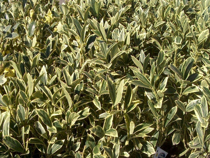Ligustrum Japonicum Jack Frost Privet - 50 Live Plants - Variegated Evergreen Hedge