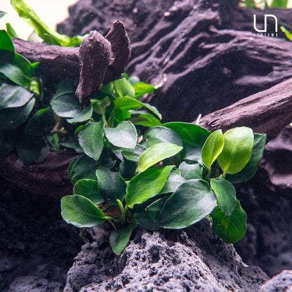 Ultum Nature Systems Live Tissue Culture - Anubias Nana Golden (Anubias barteri 'Nana') - Easy - Low to Medium Light - Light Green Accent - Foreground to Midground - 100% Snail Free Grown in-Vitro