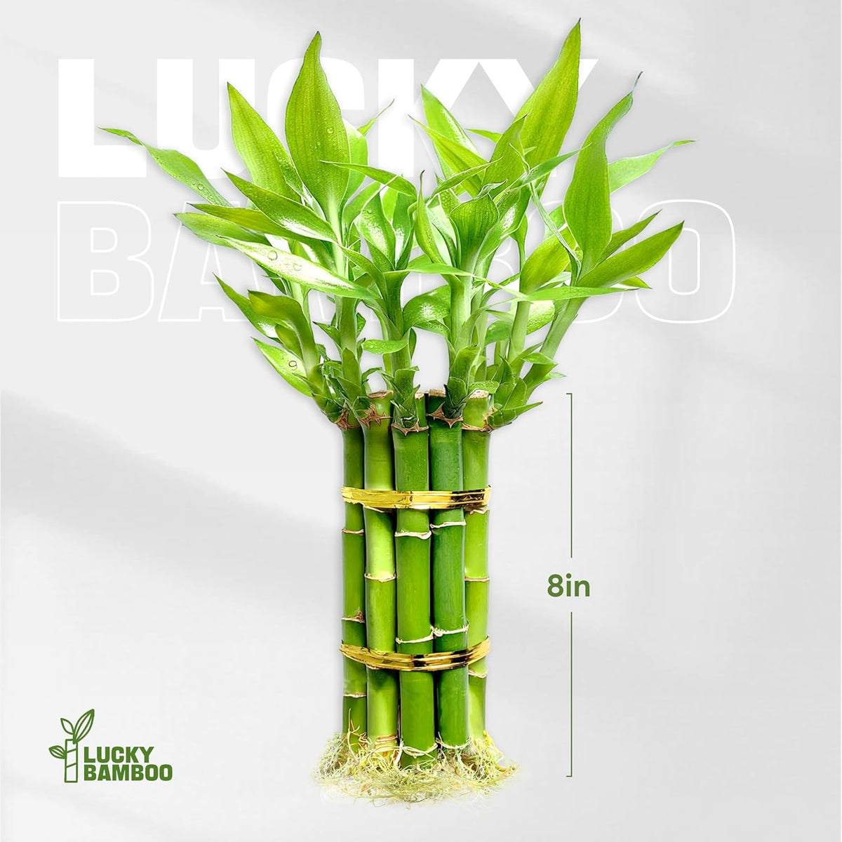 Lucky Bamboo Plants Live Indoor (10 Stalks, 8 Inch) - Fresh House Plants for Office Desk, Home Decor, for Positive Energy, Prosperity & Easy Care