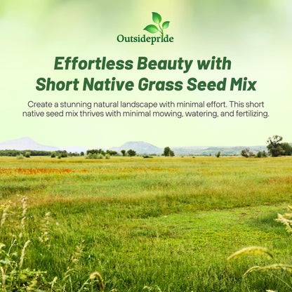 Outsidepride Perennial Short Native Grass Seed Mix - 1 lb. Premium Mix of Blue Grama, Buffalo, Sideoats Grama, & Sheep’s Fescue Grass Seeds for Low-Maintenance, Heat & Drought-Tolerant Landscaping