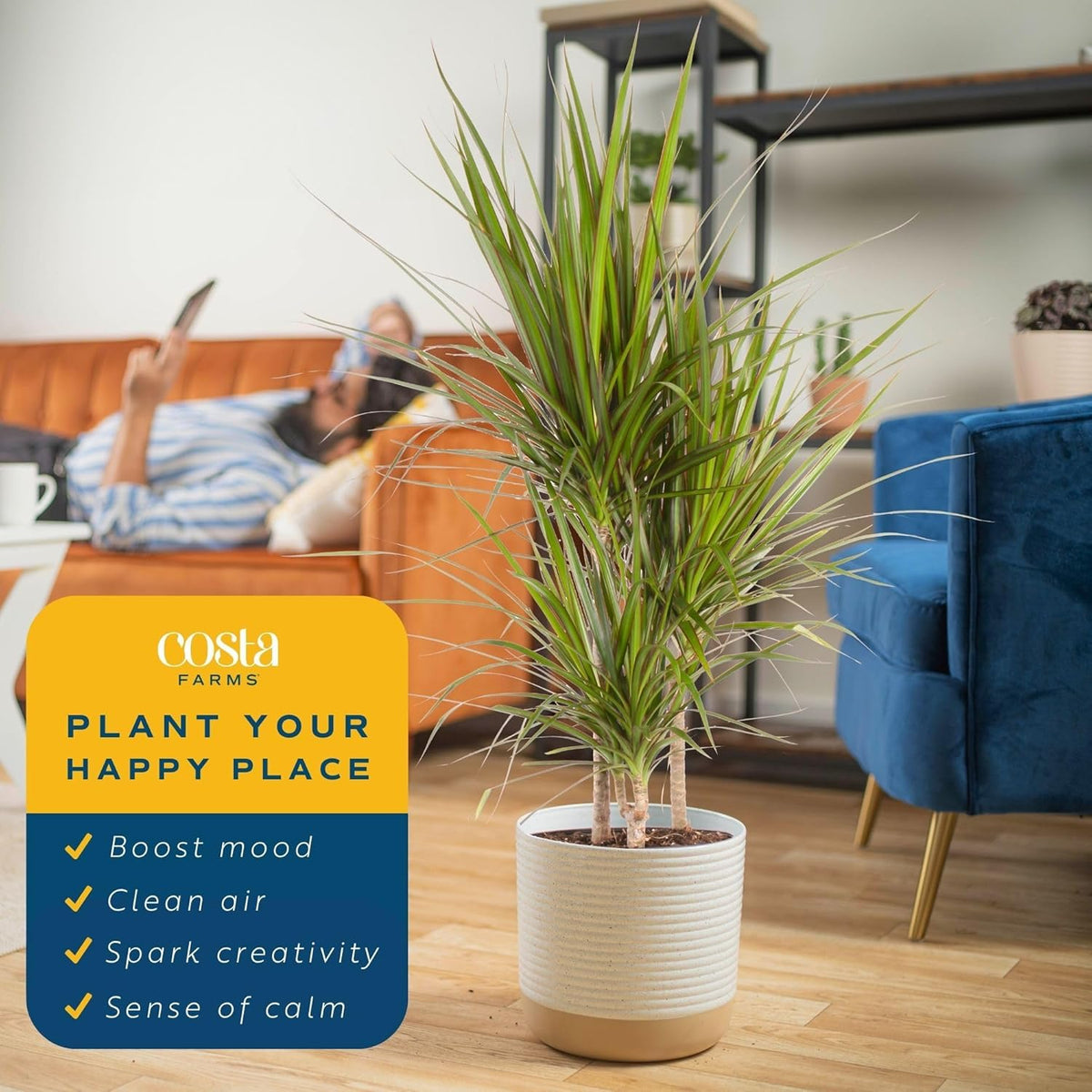 Costa Farms Dracaena Marginata Magenta Madagascar Dragon Tree, Live Indoor Plant, Easy to Grow Houseplant Potted in Decor Planter Pot, Living Room Home and Office Decor, 3-4 Feet Tall