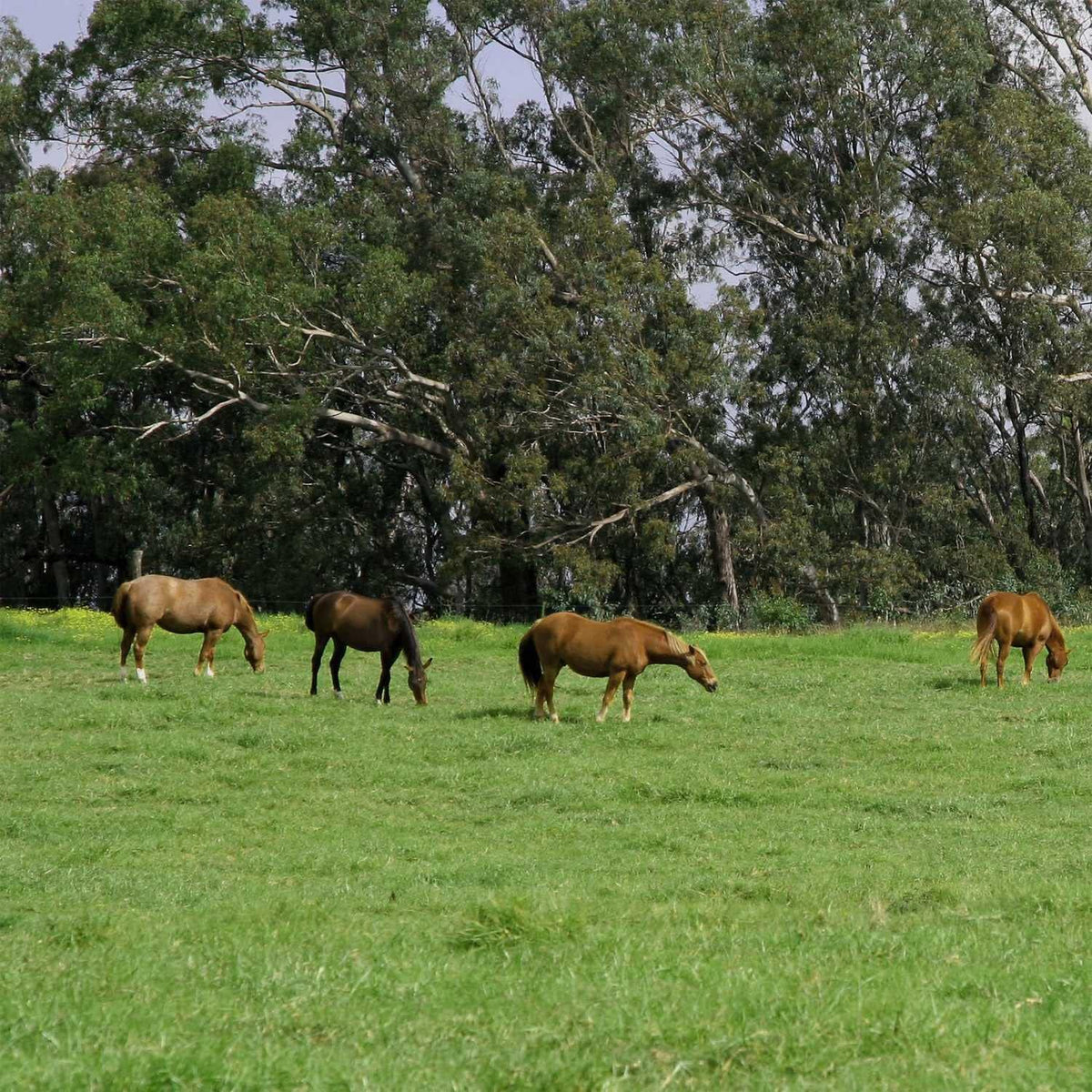 Outsidepride All-Purpose Pasture Seed Mix - 50 lb. Perennial, Drought-Tolerant & Fast-Growing, Pasture Seeds for Planting Abundant Forage Grass & Clover, Great for Grazing Livestock & Hay Production