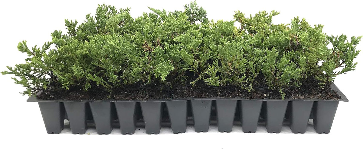 Prince of Wales Juniper - 40 Live Plants - Drought Tolerant Cold Hardy Evergreen Ground Cover