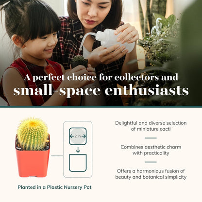 Shop Succulents Premium Live Mini Cactus Plants in Bulk 2" Pots, Easy Care Indoor or Outdoor Gardening, Terrariums, Favors, & Contemporary Spaces with Hardy, Resilient Varieties, Pack of 64