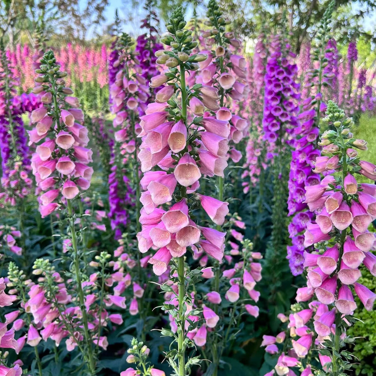 Foxglove Seeds 250,000+ Bulk Pack - Tall Spire Blooms, Mixed Colors for Garden Borders, Easy Planting for Home Gardening - Ideal for Backyard Flower Beds, Landscaping, and Pollinator-Friendly Gardens