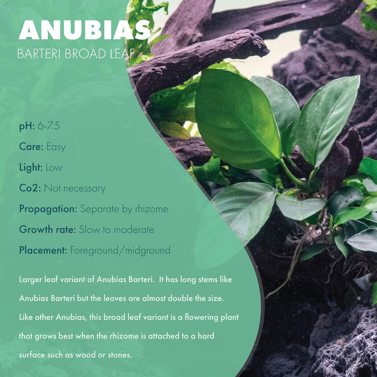 SubstrateSource Anubias Live Aquarium Plants - Potted Freshwater Plant for Fish Tanks, Terrariums - Beginner Friendly Low Light (Barteri Broad Leaf, 5 Pots)