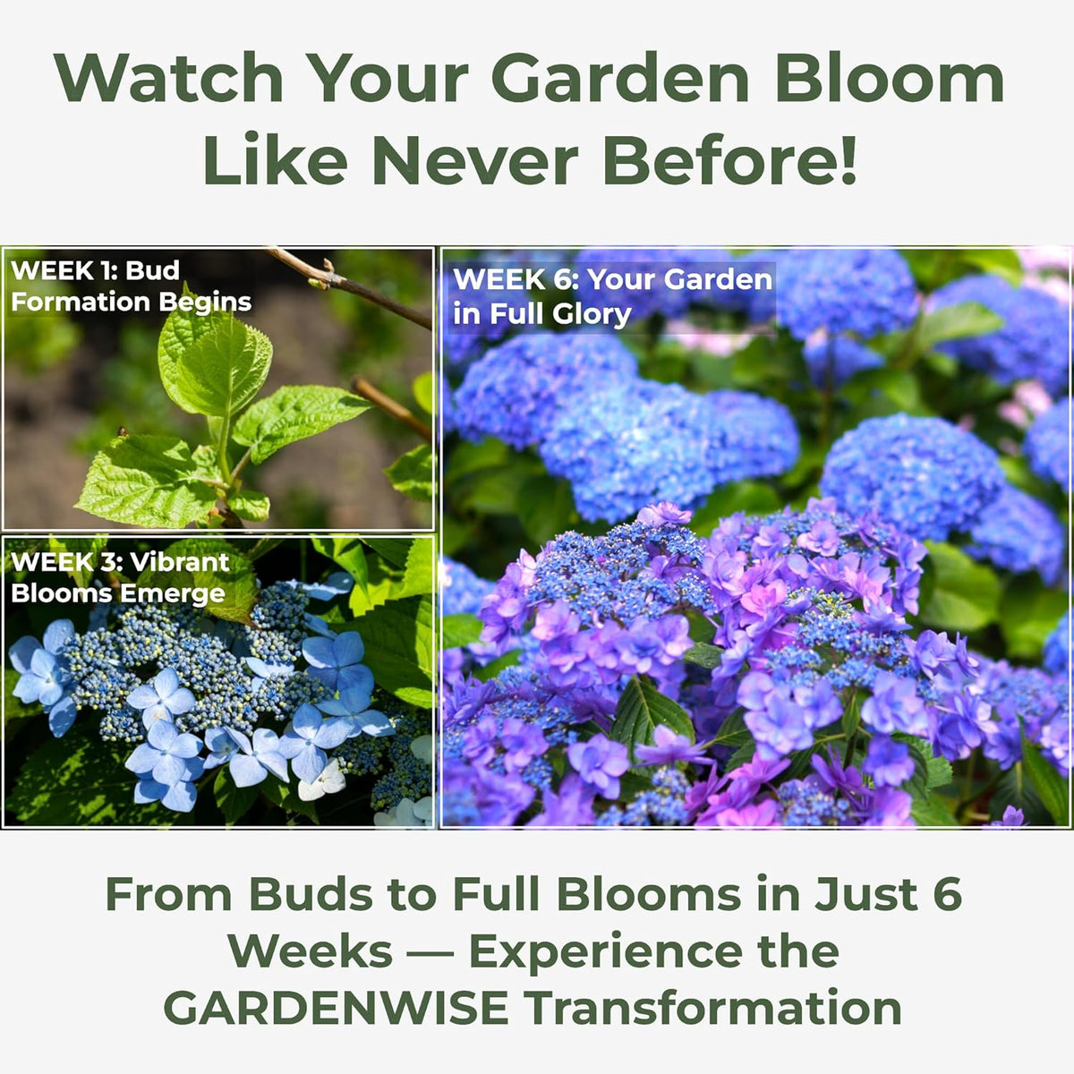 Slow Release Hydrangea Fertilizer with Iron & Sulfur – Indoor & Outdoor Soil Acidifier for Miracle Growth (12 oz)