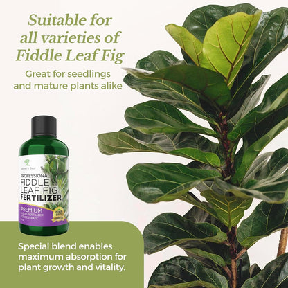 Leaves and Soul Professional Liquid Fiddle Leaf Fig Plant Fertilizer | 3-1-2 Concentrate for House Plants | 8 oz Bottle