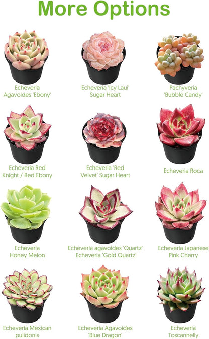 Live Succulent Plants Tradescantia Nanouk, Easy Care Potted Succulents, Approx 4" D x 4" H, Indoor Houseplant, Unique Gifts, Home Office Décor