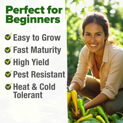 HOME GROWN 𝗨𝗦𝗔 𝗣𝗥𝗘𝗠𝗜𝗨𝗠 Banana Pepper Seeds Pack – 94 𝗡𝗢𝗡-𝗚𝗠𝗢 Heirloom Vegetable Seeds – High Germination Sweet Peppers for Planting Indoors or Outdoor Garden (Capsicum annuum) (1pack)