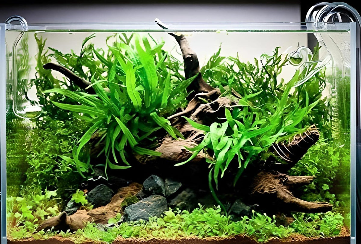 Java Fern Bare Root | Microsorum Pteropus - Low Light Freshwater Aquarium Plant