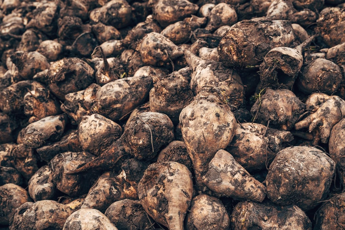 Sugar Beet Seeds for Planting – Plant & Grow Heirloom Sugar Beets in Home Outdoor Vegetable Garden, Beta vulgaris – 2 Packets