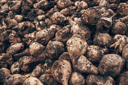 Sugar Beet Seeds for Planting – Plant & Grow Heirloom Sugar Beets in Home Outdoor Vegetable Garden, Beta vulgaris – 2 Packets