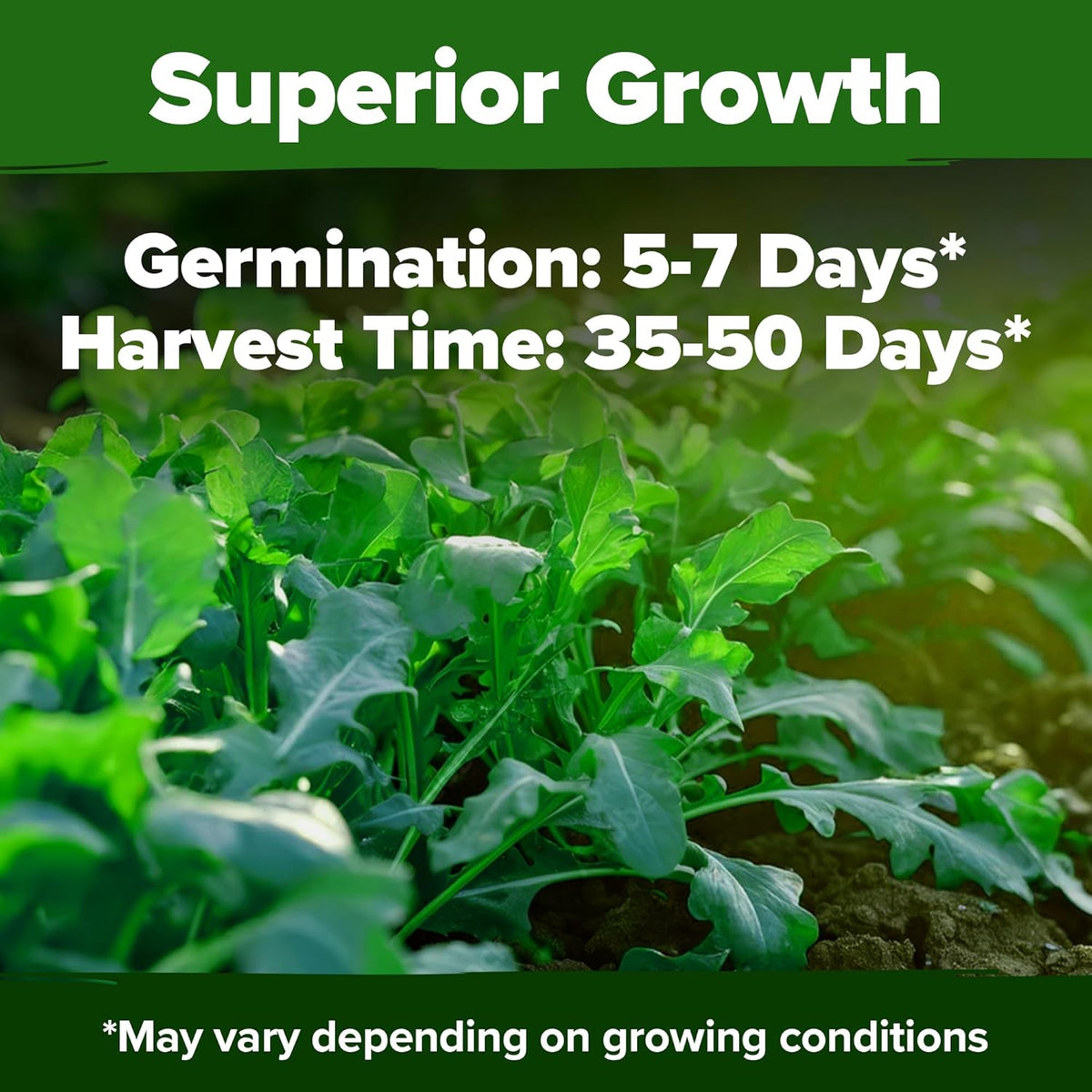 HOME GROWN 𝗨𝗦𝗔 𝗣𝗥𝗘𝗠𝗜𝗨𝗠 Arugula Roquette Seeds Pack 2,175 𝗡𝗢𝗡-𝗚𝗠𝗢 Heirloom Arugula Seeds for Planting Best for Outdoor Gardens,Providing Fast-Growing Greens for Salads - Eruca vesicaria